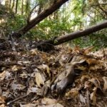 IMG_123332_Mountain_Lion_California_Sebastian Kennerknecht-2