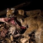 IMG_123369_Mountain Lion_California_Sebastian Kennerknecht