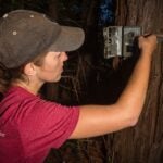 IMG_160292-Santa-Cruz-Puma-Project-Research-California-Sebastian-Kennerknecht