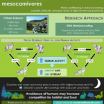 consscats-infographic-1