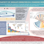 xu_migration_graphicalabstract